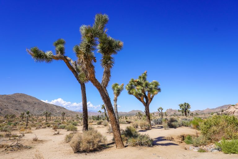 A desert view with several Joshua trees against a blue sky